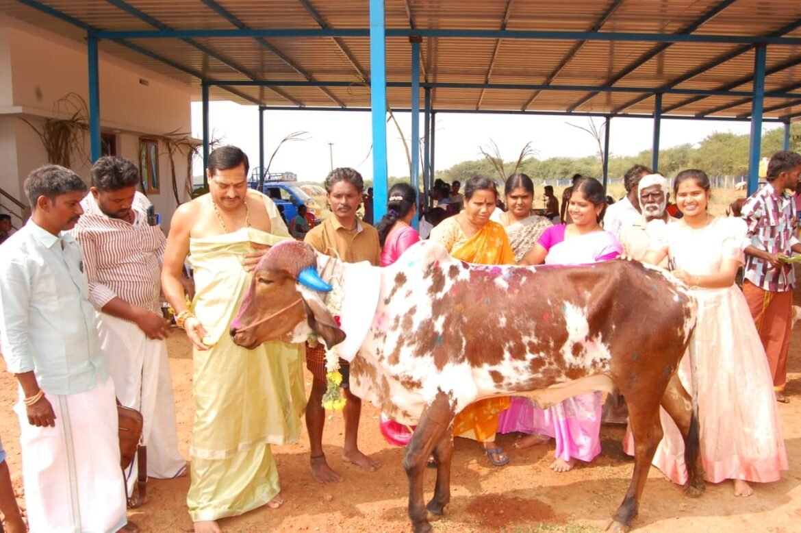 பாலமேடு அருகே பசுக்களுக்கு சிறப்பு பூஜை