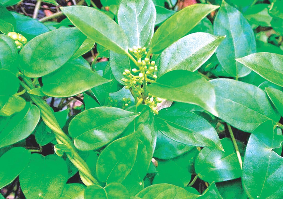 சர்க்கரை நோய் கொல்லும்  சிறுகுறிஞ்சான்