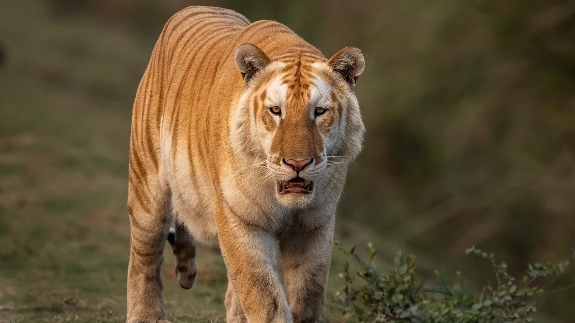 அரிய வகை தங்கப்புலி – படம் பிடித்த கோவை இளைஞர்