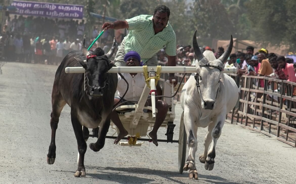 ஈஷாவில் களைக்கட்டிய ரேக்ளா பந்தயம் – சீறி பாய்ந்த காளைகள்