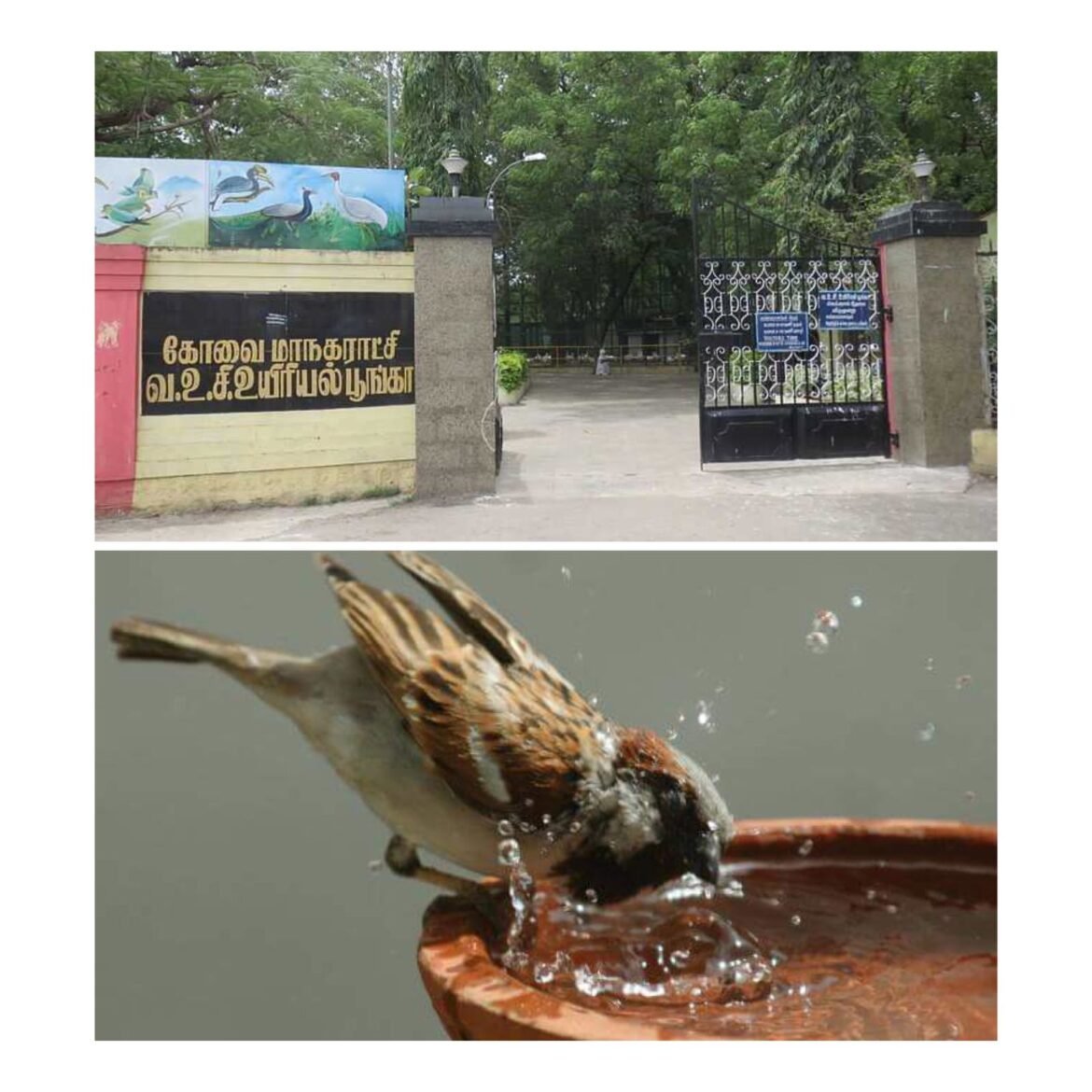 வெயிலின் தாகம் தாங்க முடியாமல் ஆனந்த குளியல் போடும் பறவைகள்