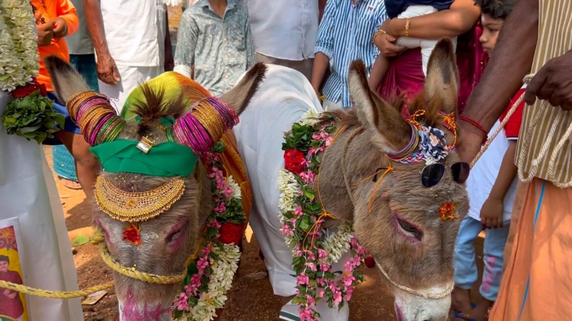 கோவையில் மழை வேண்டி கழுதைகளுக்கு திருமணம் செய்து வைத்த கிராம மக்கள்