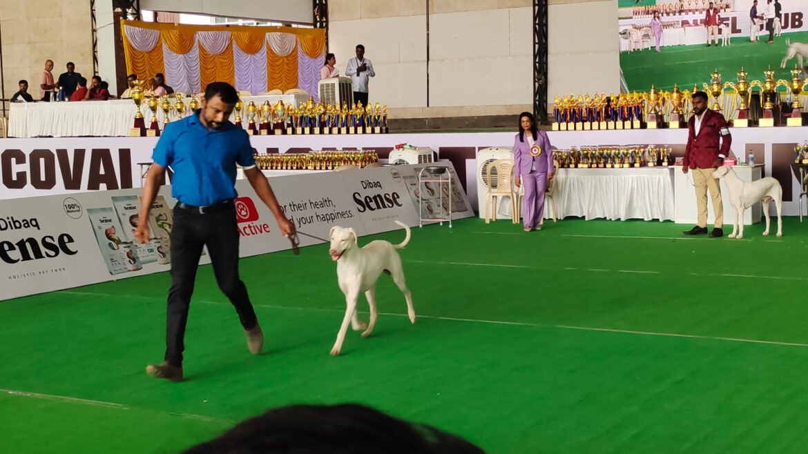 dog show