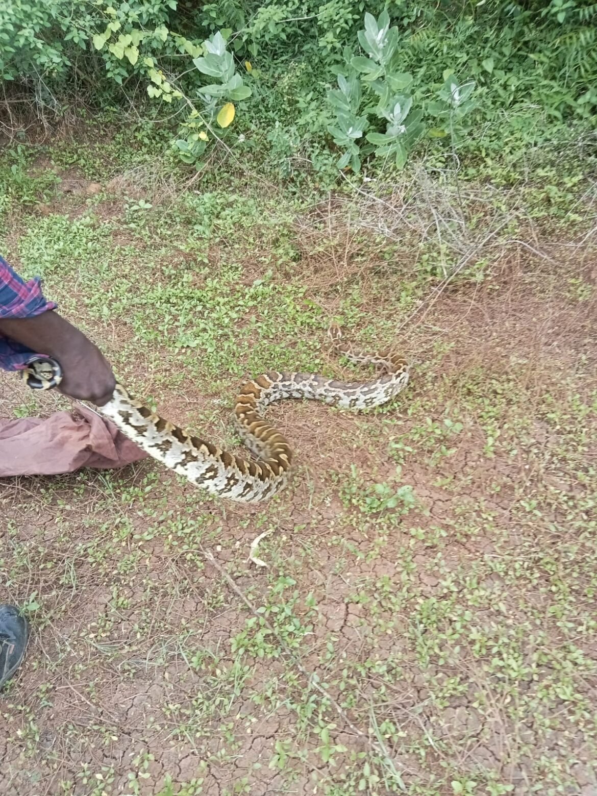 கோவை செங்கல் சூளையில் பிடிபட்ட 10 அடி மலை பாம்பு