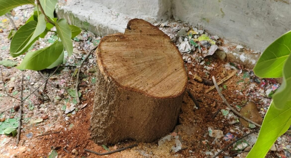sandaltree
