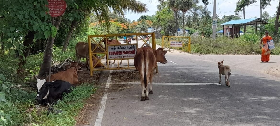 சோழவந்தானில் சாலையில் திரியும் கால் நடைகளால் விபத்து ஏற்படும் அபாயம்…..