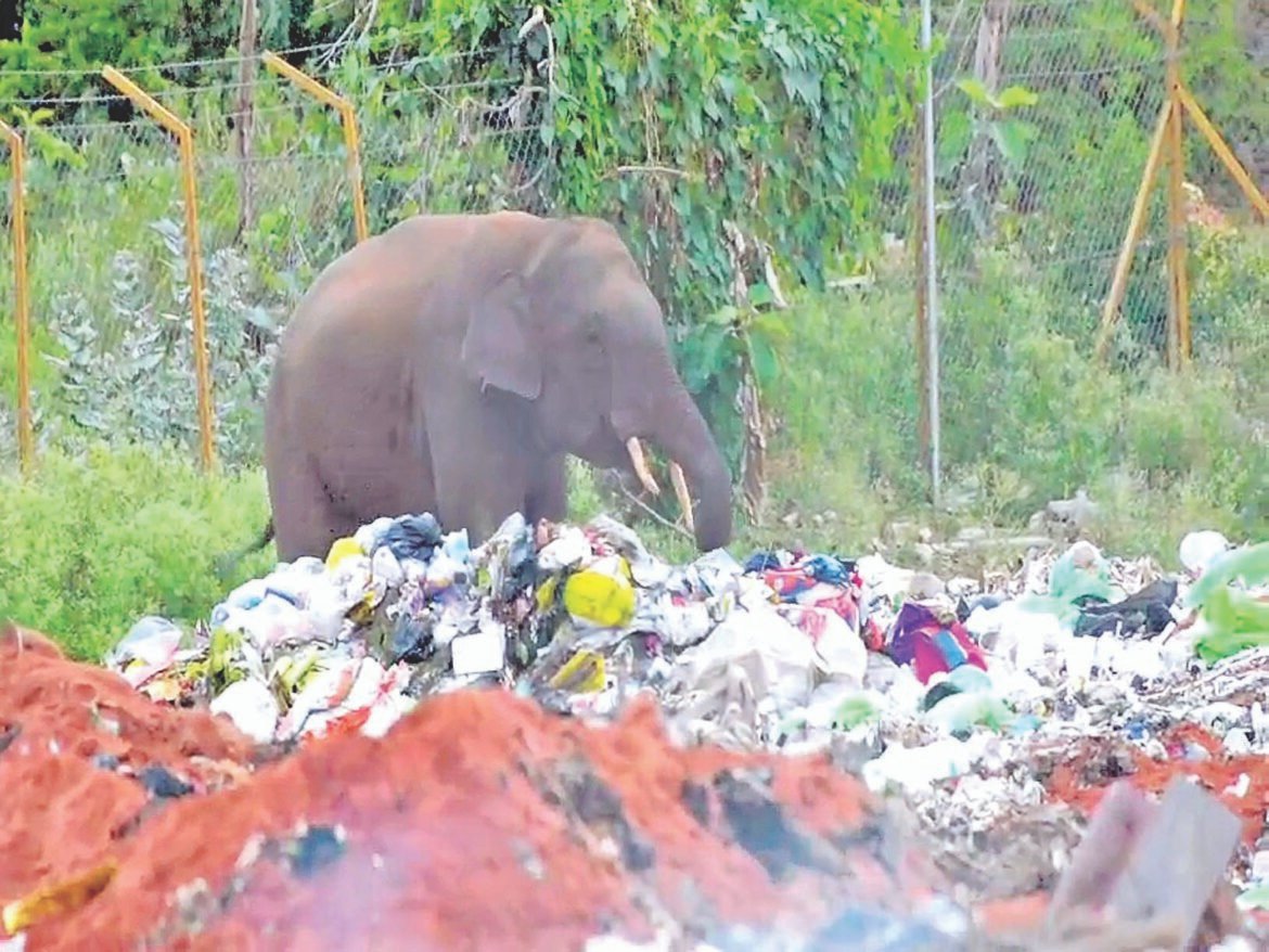 காட்டு யானைக்கு உணவாகும் பிளாஸ்டிக் கழிவுகள்