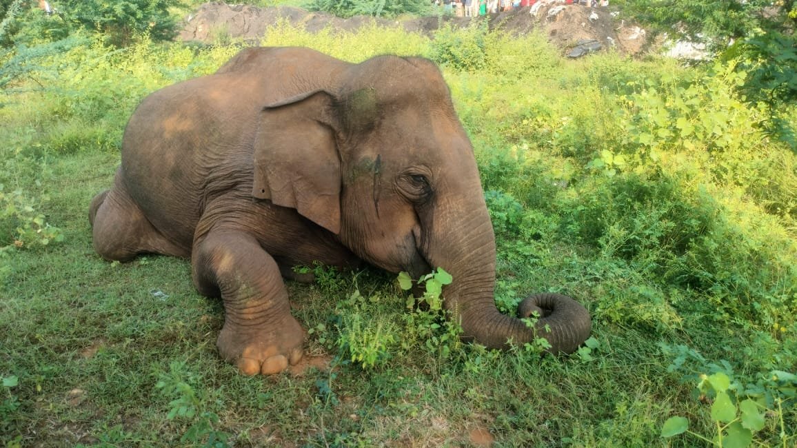 கோவை பன்னிமடை பகுதியில் பெண் காட்டு யானை உயிரிழப்பு