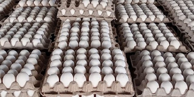 namakkal eggs