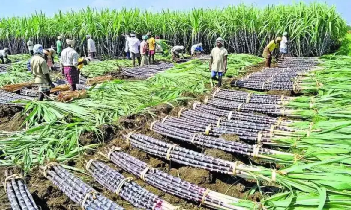 கரும்பு கொள்முதல் செய்ய மாவட்ட வாரியாக தொலைபேசி எண்கள் வெளியீடு