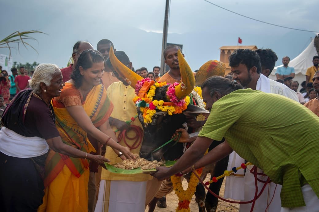 Isha Celebrates Pongal with Native Cattle Breeds and Traditional Folk Arts