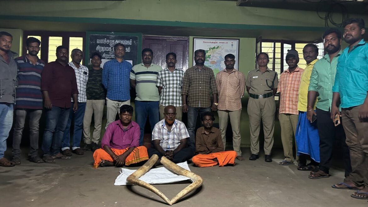 Sirumugai Forestry Officer and the stock workers seized elephant tusks from a house in area of ​​Mettupalayam