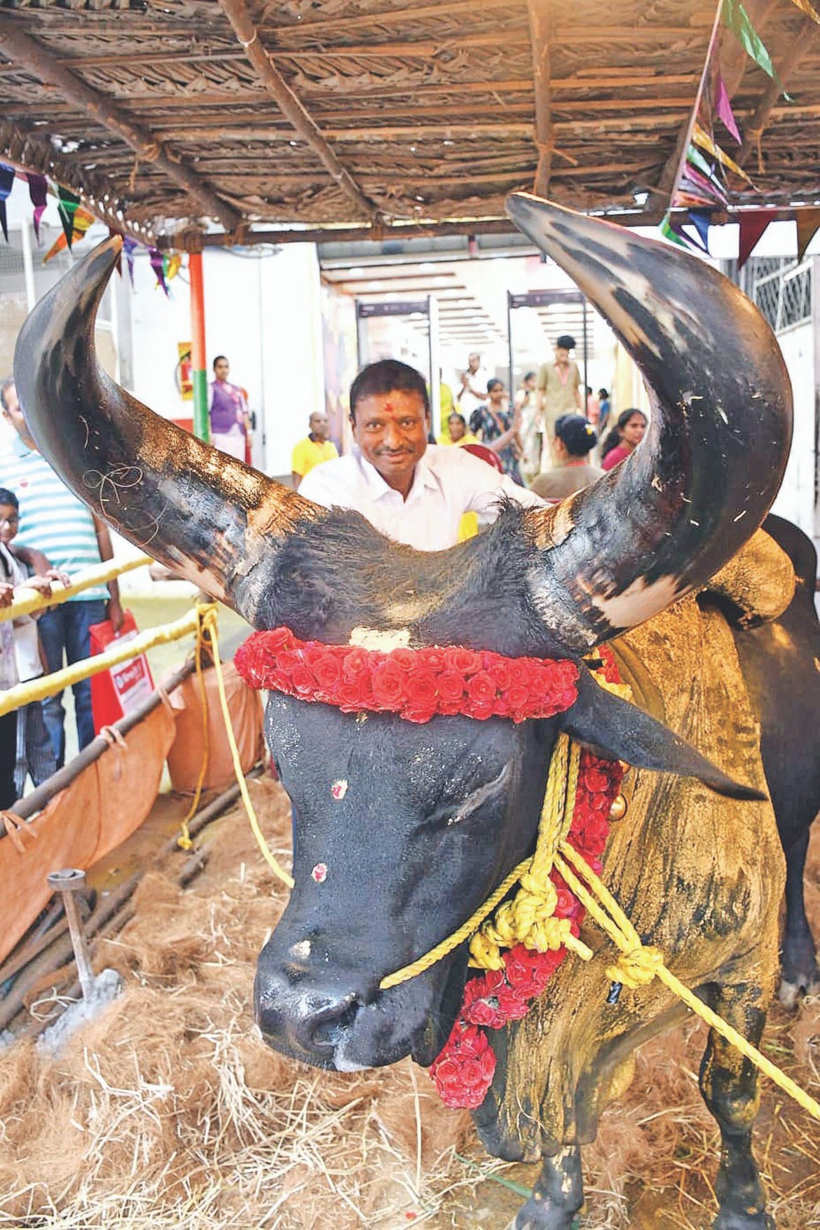 ஸ்ரீதேவி டெக்ஸ்டைல் முன்னர் நிறுத்தப்பட்ட ஜல்லிக்கட்டு காளைகள்  உரிமையாளர் சிவகணேஷின் பாரம்பரிய பற்று