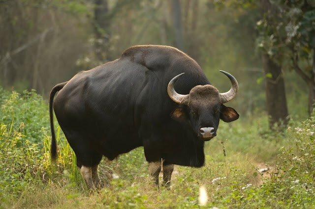 Forest guard killed in Coimbatore attack by wild cow