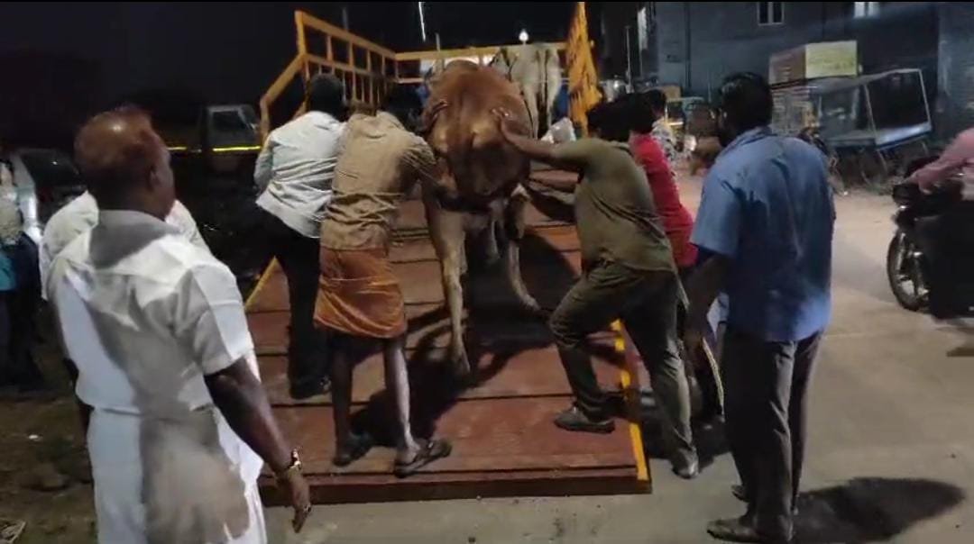 Three members of the same family were injured in a cow attack in Coimbatore.