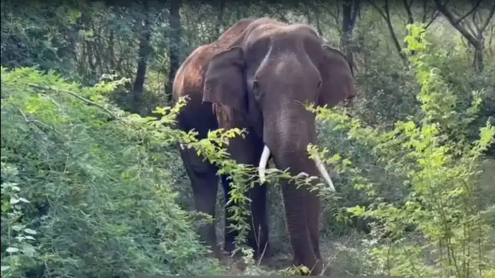 சிறுமுகை அருகே நடக்க முடியாமல் தவிக்கும் காட்டு யானை!  தீவிர சிகிச்சை அளிக்கும் வனத் துறையினர்