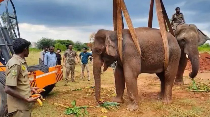 மருதமலையில் சிகிச்சை பலனின்றி பெண் காட்டு யானை உயிரிழப்பு