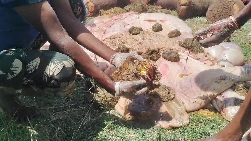 கோவையில் இறந்த பெண் யானையின் வயிற்றில் 15 மாத குட்டி மட்டுமின்றி பிளாஸ்டிக் கழிவுகள், புழுக்கள்