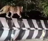 திருப்பதி மலை நடைபாதையில் நேரக்கட்டுப்பாடு: சிறுத்தை, கரடிகள் நடமாட்டம் காரணமாக தேவஸ்தானம் நடவடிக்கை