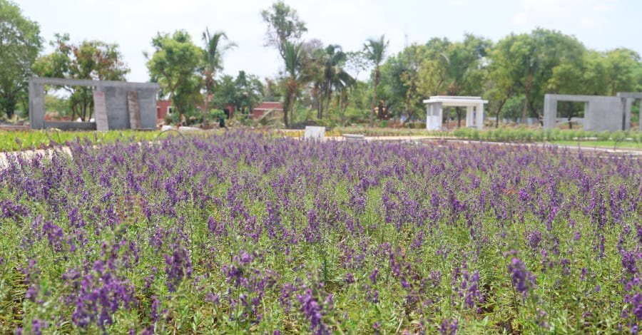 வண்ணமயமாகும் கோவை செம்மொழி பூங்கா