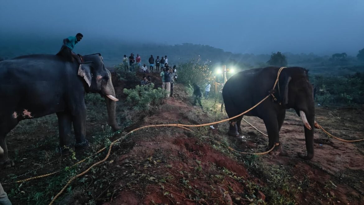 கோவையில் நீண்ட நாட்கள் அச்சம் ஏற்படுத்திய ‘ரோலக்ஸ்’ காட்டு யானை பிடிபட்டது
