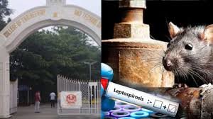 நெல்லை கல்லூரியில் எலிக்காய்ச்சல்: 8 மாணவர்கள் மருத்துவமனையில் அனுமதி – கல்லூரியை மூட உத்தரவு