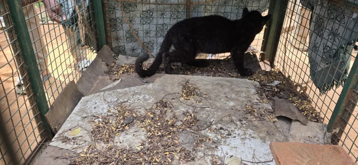 மருதமலை அடிவாரத்தில் குடியிருப்பு பகுதிக்குள் புகுந்த கருஞ்சிறுத்தை குட்டியை மீட்ட வனத்துறை