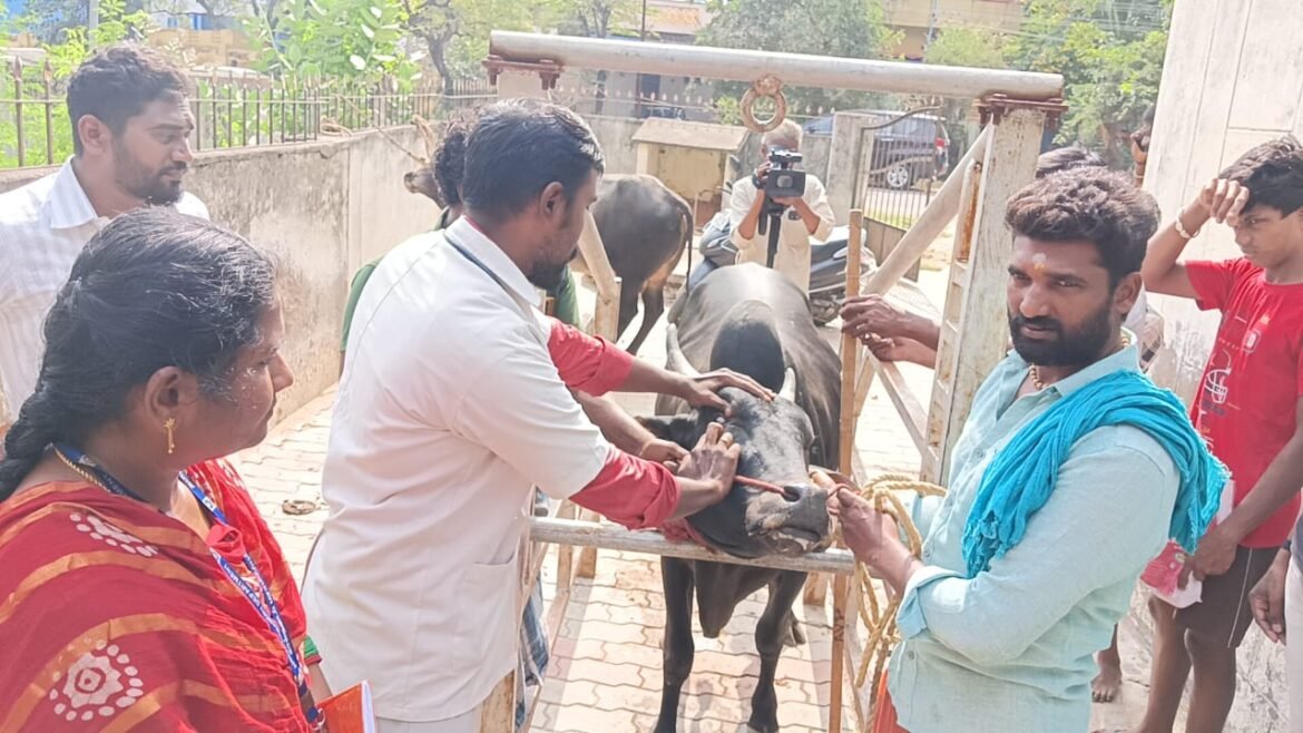 ஜல்லிக்கட்டு காளைகளுக்கான தகுதி பரிசோதனை