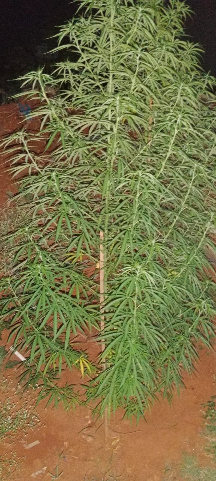 கோவையில் கஞ்சா செடி கண்டுபிடிப்பு: வடவள்ளியில் போலீஸ் அதிரடி சோதனை